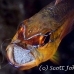 cardinalfish_goldbelly_bhr_tam_h_0148_bal5926.jpg